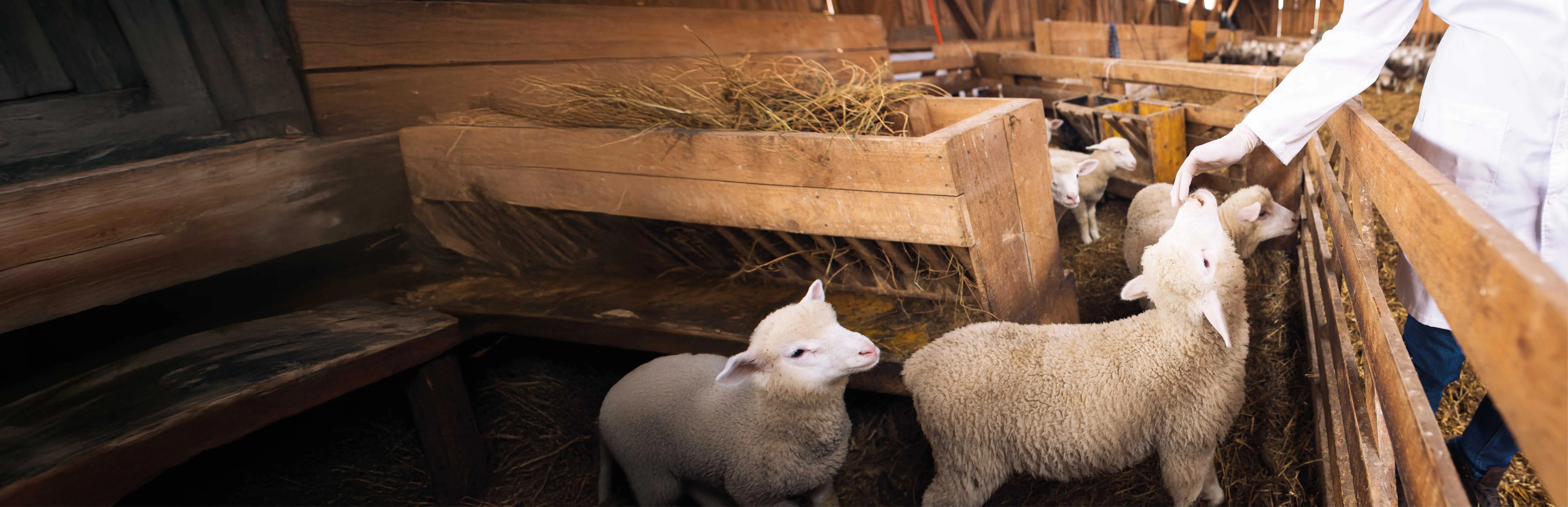 Çiftlik Hayvanlarının Bakımı