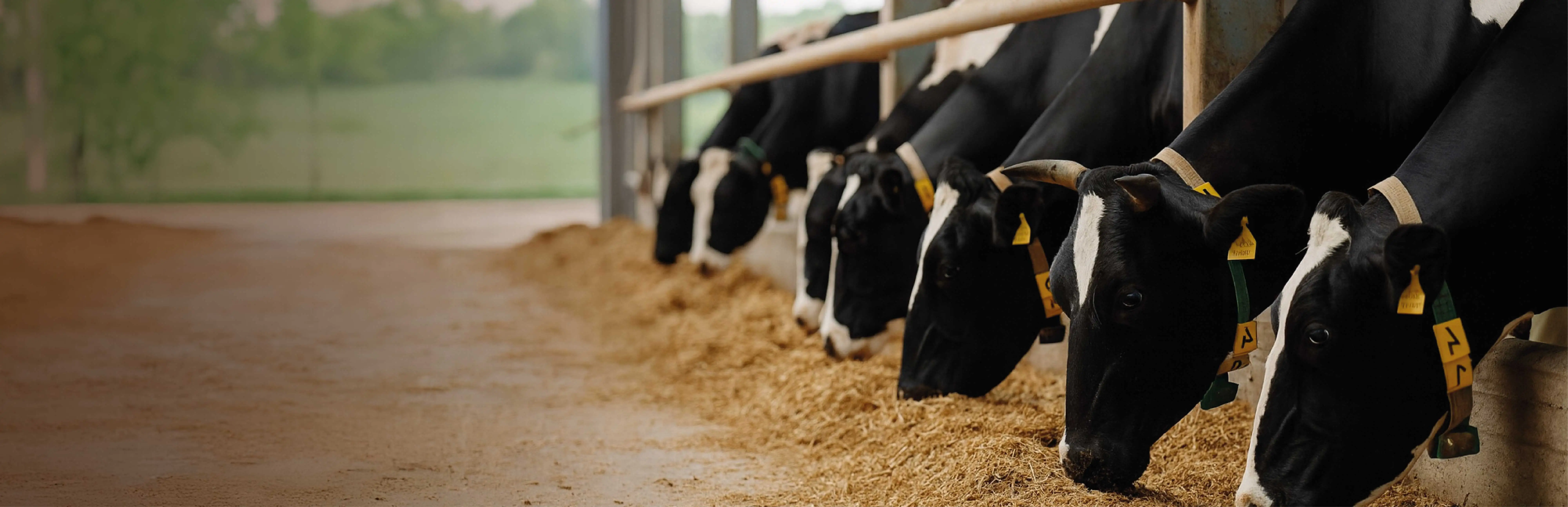 Çiftlik Hayvanlarında Beslenme